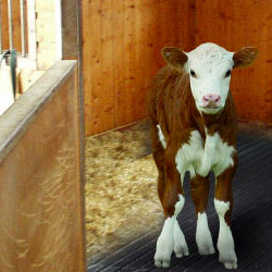 Cow Mat